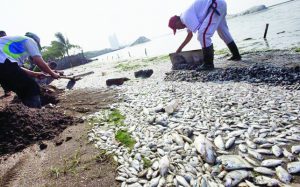죽은 고기 떼가 안쫄 해변에서 발견됐다. 짐바란 지역부터 이 의문의 고기 떼 죽음은 현재 경찰이 원인 조사를 하고 있다. 에디 구리뜨노(Edi Guritno) 경찰국장은 죽은 고기 떼는 수 백만 마리일 것으로 추정하고 있다고 밝혔다.