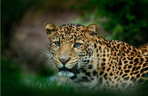 10년만에 수까부미로 돌아온 표범