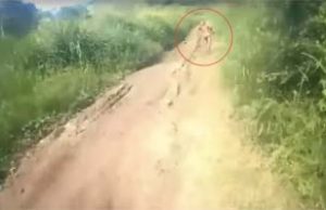 아쩨 숲속에서 인간 닮은 괴생명체 포착