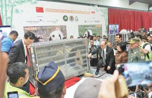 중국에서 이사 온 판다 2마리