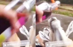 따만사파리에서 하마에 와인 먹인 관광객