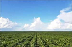 포스코인터내셔널, 팜사업 환경사회정책 선언