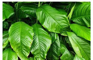 ‘코로나19 함께 극복’ 제2회 한글사랑 디카시 공모전