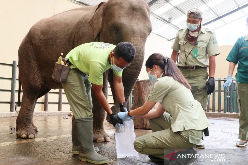 지난 8월14일 보고로 사파리 동물원에서 코끼리 폐건강 검진중인 공무원