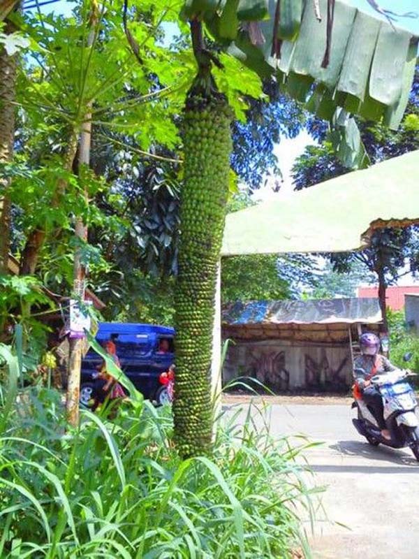 지비눙 길거리에 기둥형 바나나가 매달려 있다