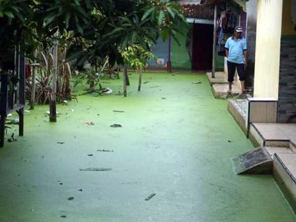 중부 자바 페칼 롱간 (Pekalongan)시에서 발생한 홍수는 바이러스가 많았고 물이 녹색