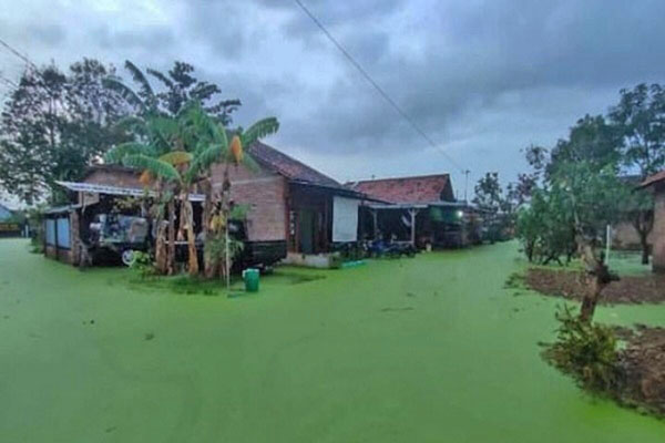 홍수 Pekalongan 마을 녹조현상