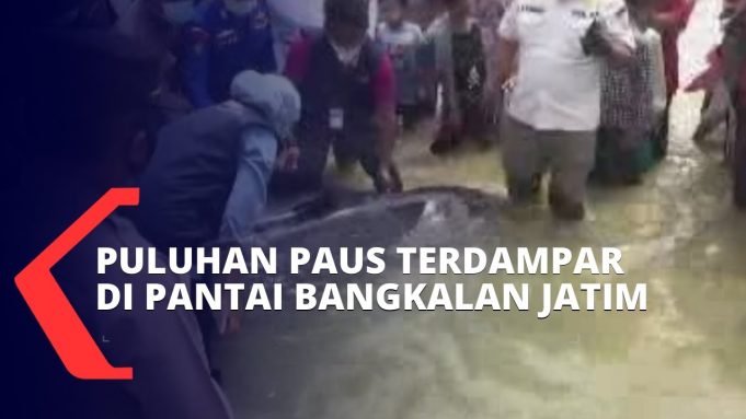 마두라 섬 해안에 길 잃은 고래 50여마리 떼 죽음