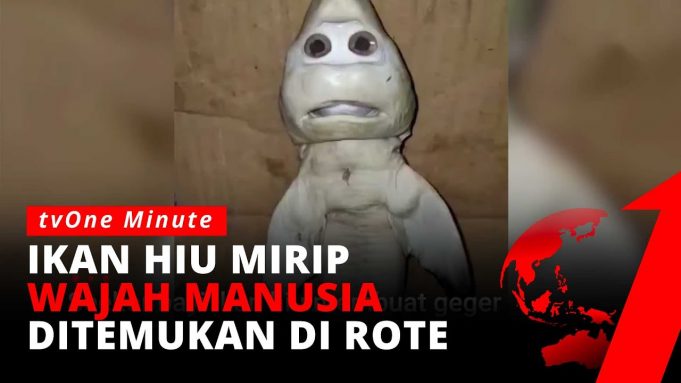 사람 얼굴을 닮은 아기 상어