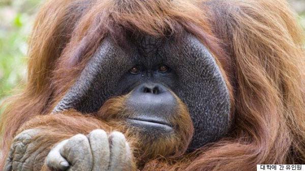 칼리만탄 오랑우탄(Orangutan Kalimantan)은 수마트라 오랑우탄과 최근에 발견된 타파 누리 오랑우탄을 포함해서 인도네시아에 살고 있는 3종류 가운데 하나다. 
