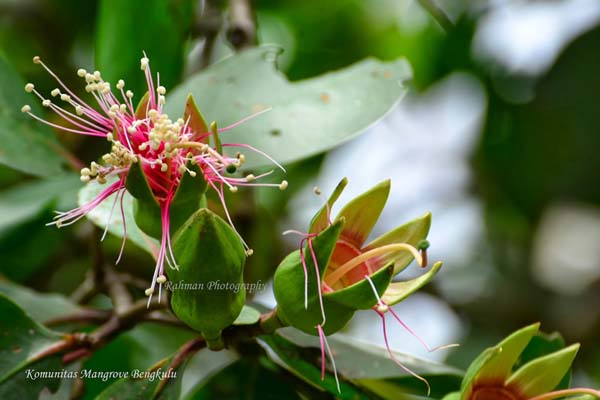 밤에만 피는 맹그로브 나무의 일종인 Pidada나무 꽃(Bunga pohon Pidada)