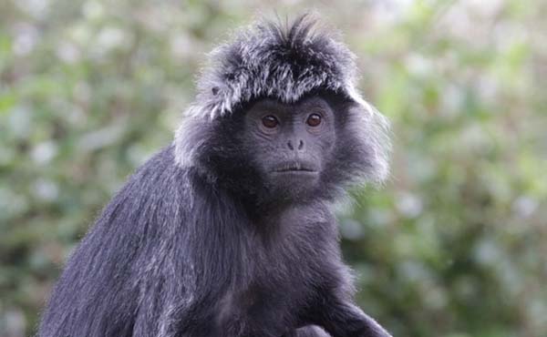 멸종 위기에 처해 있는 인도네시아 원숭이. Lutung Jawa 또는 Lutung Budeng