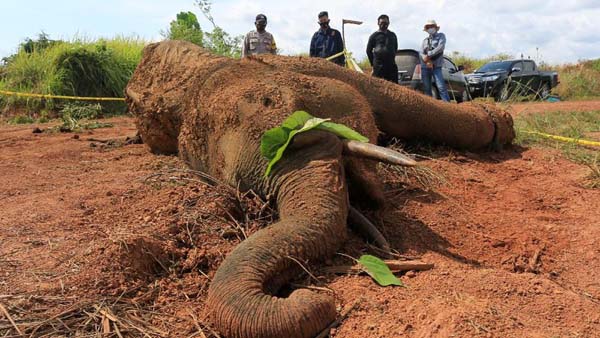 3월5일 북 수마트라 아쩨 야생공원에서 죽은 째 발견된 코끼리