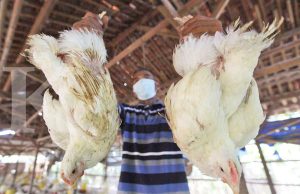 사료 가격 30 % 올라…. 닭고기 값 또 떨어져