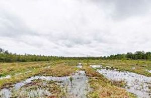 국립산림과학원, 인니 이탄지서 ‘탄소저감·소득 모델’ 개발 시동