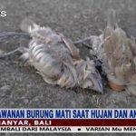 발리 참새 떼죽음 사건-