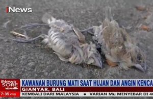 발리에서 수백마리 참새 떼죽음 원인은?