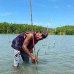 파푸아섬의 맹그로브 복원