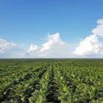 포스코인터, 인도네시아 팜 사업 친환경 국제인증 RSPO 획득