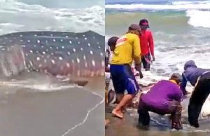 Cianjur 고래 사체… 주민들이 가져가