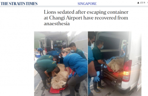 창이공항서 사자 두 마리 탈출… “추적 생포”