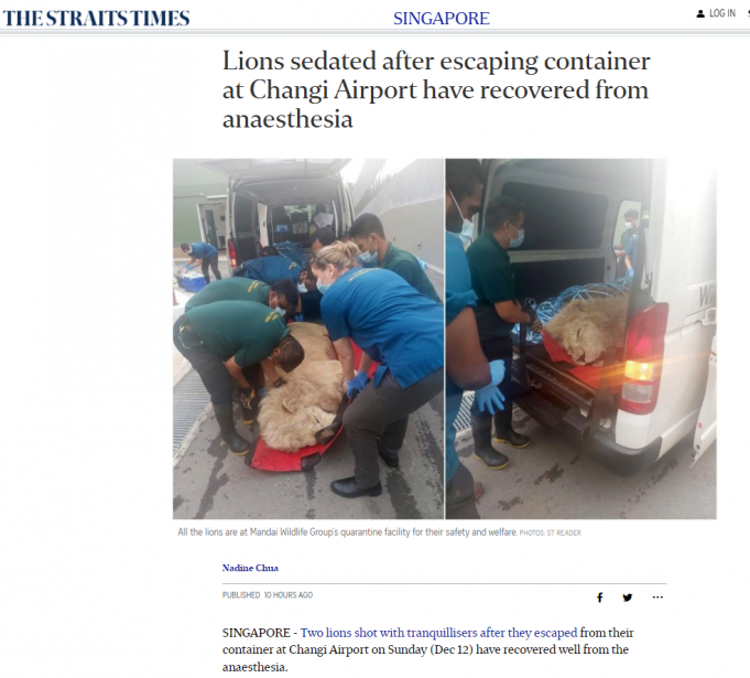 창이공항서 사자 두 마리 탈출… “추적 생포”