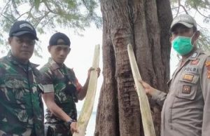 거대한 물고기 뼈, 성인 남성 키만큼 큰 이빨