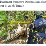 수마트라 호랑이