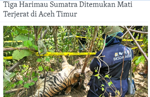 멸종 위기 수마트라 호랑이 3마리 덫에 걸려 죽어