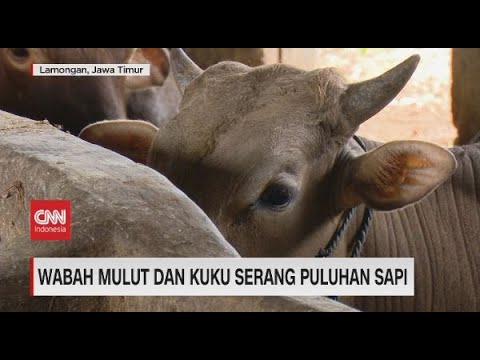 대통령, 동부자와 주 4개 지역 봉쇄 명령… 구제역 확산에 가축시장 폐쇄