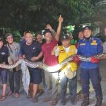 “세상에… ” 버까시 가정집 마당에 6m 뱀 출몰