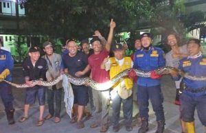 “세상에…” 버까시 가정집 마당에 6m 뱀 출몰