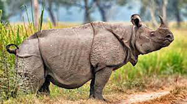 자바코뿔소 Rhinoceros sondaicus