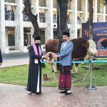 Joko Widodo 대통령이 기증하는 희생제 1.400Kg 소