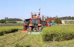 “자식같은 벼 갈아엎는다”…쌀값 폭락에 성난 한국 농민들