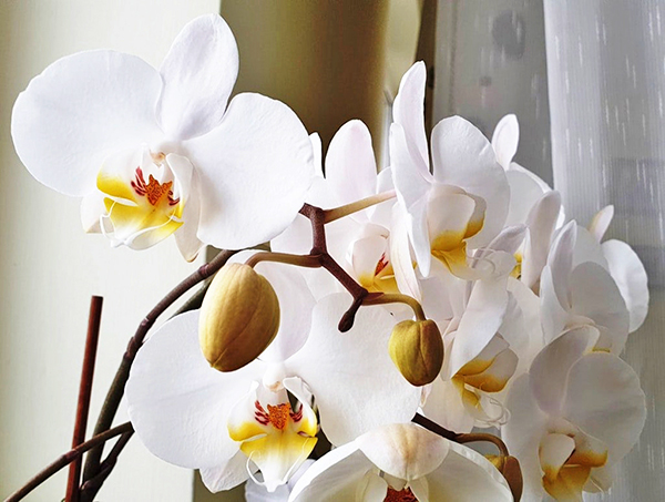 100,000 루피아 지폐 : 달 난초꽃 (Moon Orchid Flower) 또는 Puspa Pesona. Bunga Anggrek Bulan atau Puspa Pesona