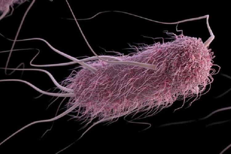 Escherichia coli (E. coli) 박테리아 사진