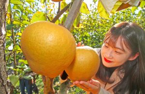 배 한개가 무려 2.5㎏…산청서 ‘대왕배’ 수확