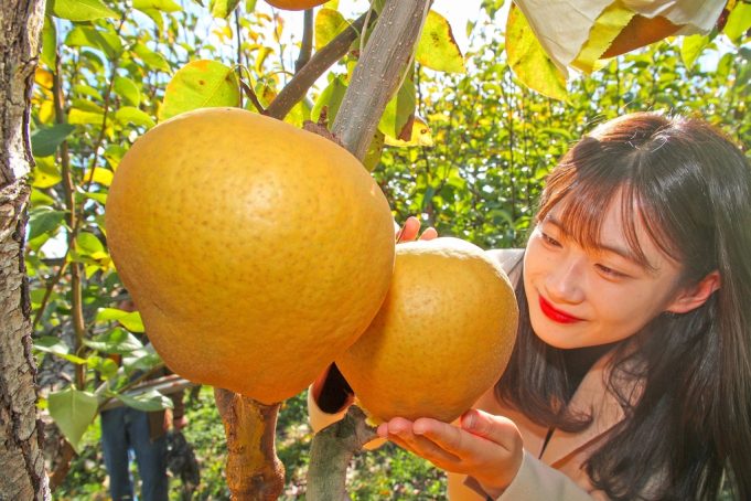 배 한개가 무려 2.5㎏…산청서 ‘대왕배’ 수확