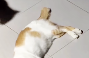 말랑서 의문의 고양이 집단 죽음