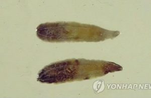 “기생충 감염질환, 의외의 원인일 수도”…미나리, 녹즙 가능성