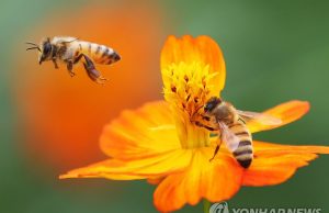 한국 꿀벌 78억마리 왜 사라졌나…기온급변에 이상고온까지