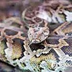 실종 여성, 7ｍ 비단뱀 뱃속서 발견…통째로 삼켰다