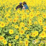 해바라기 활짝 핀 제주