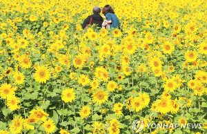 해바라기 활짝 핀 제주