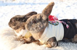 오늘부터 2023년, 검은 토끼 해 “새해 복 많이 받으세요”