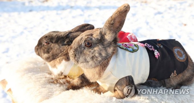 오늘부터 2023년, 검은 토끼 해 “새해 복 많이 받으세요”
