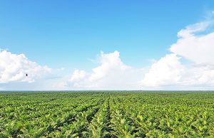 포스코인터, 인니 팜 착유공장 증설 완료… 생산능력 36%↑