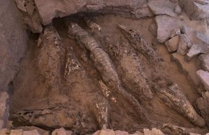 악어 신 섬긴 이집트 고대 무덤서 성체 악어 미라 열마리 나와