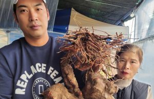 밀양서 180년 묵은 12㎏ 초대형 ‘하수오’ 발견…”역대급 대물”